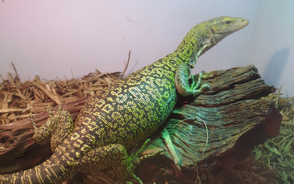 黄头巨蜥吃小白鼠_哔哩哔哩 (゜-゜)つロ 干杯~-bilibili