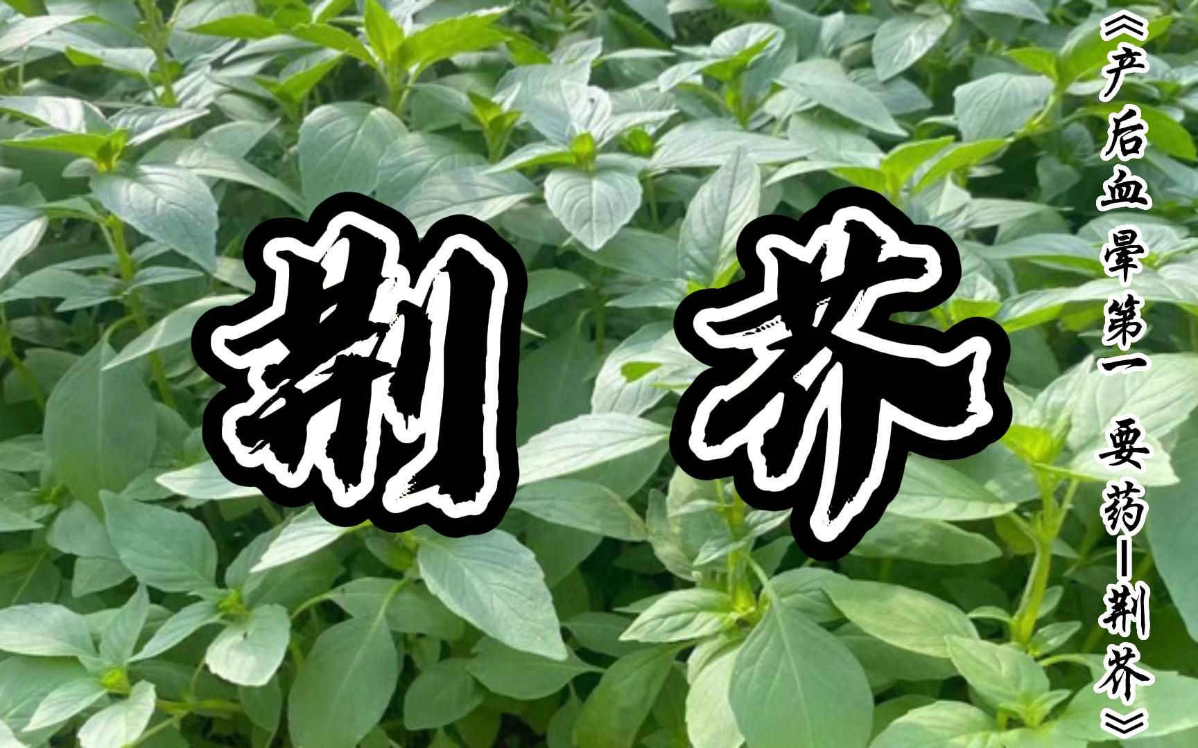 [图]《小郎中学医记》_荆芥_产后血晕第一要药