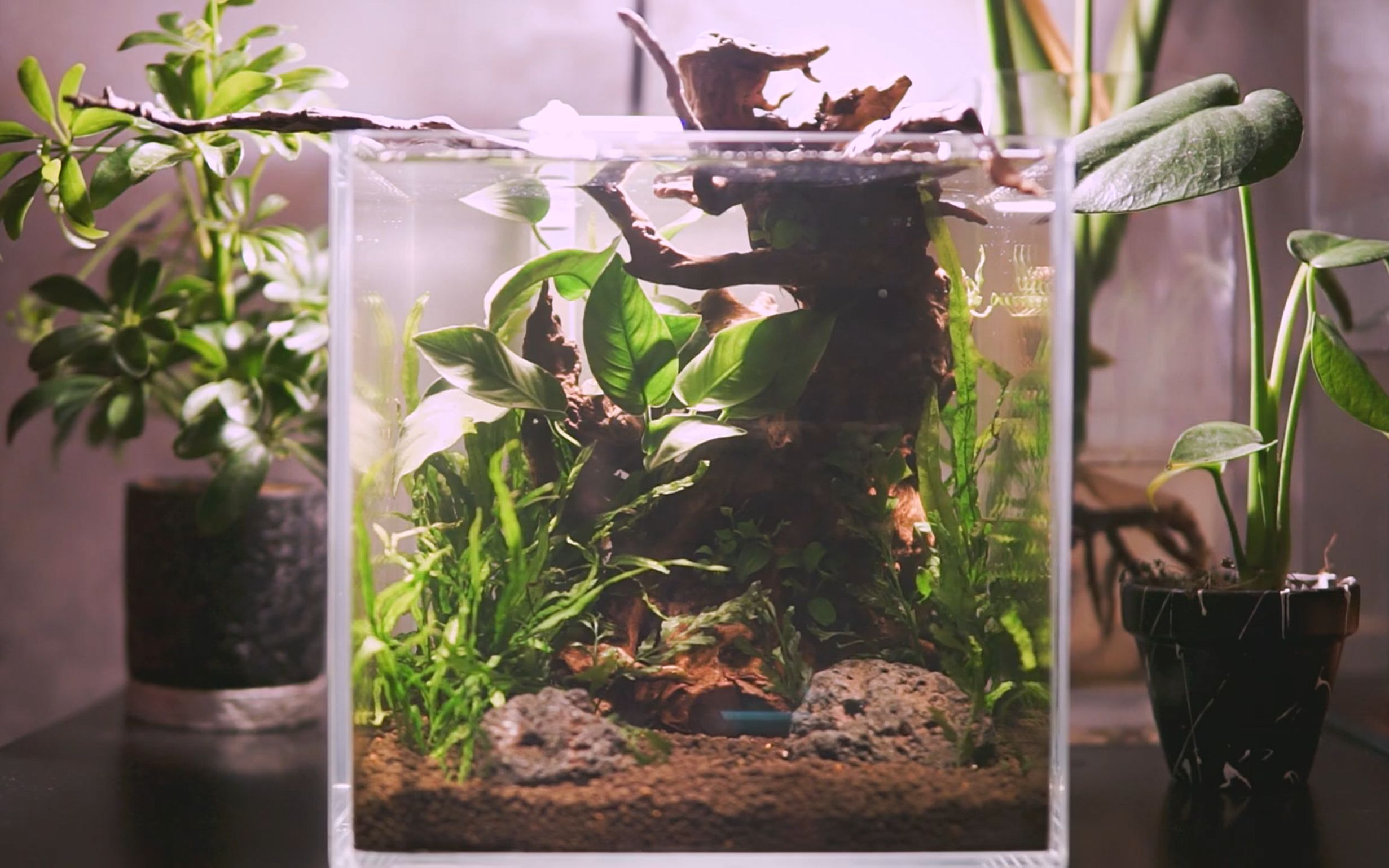 【微型草缸】泰国斗鱼生态饲养草缸造景过程