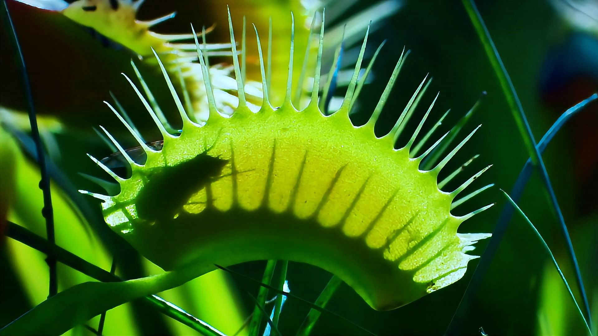 网红植物猎手沼泽中的陷阱大师捕蝇草