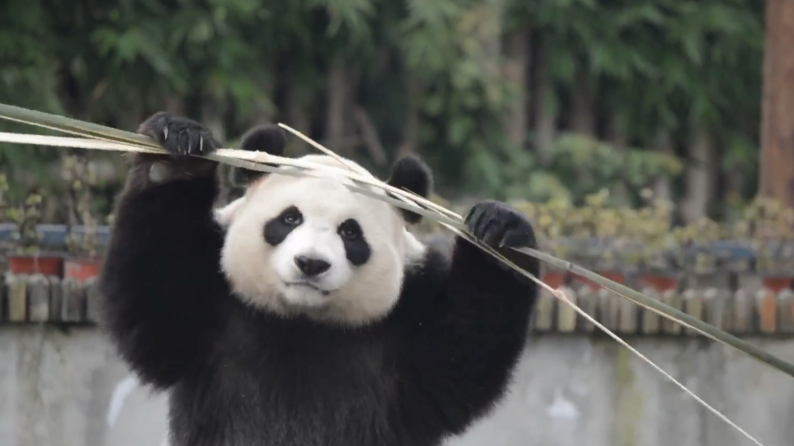 苏星破竹_哔哩哔哩 (゜-゜)つロ 干杯~-bilibili