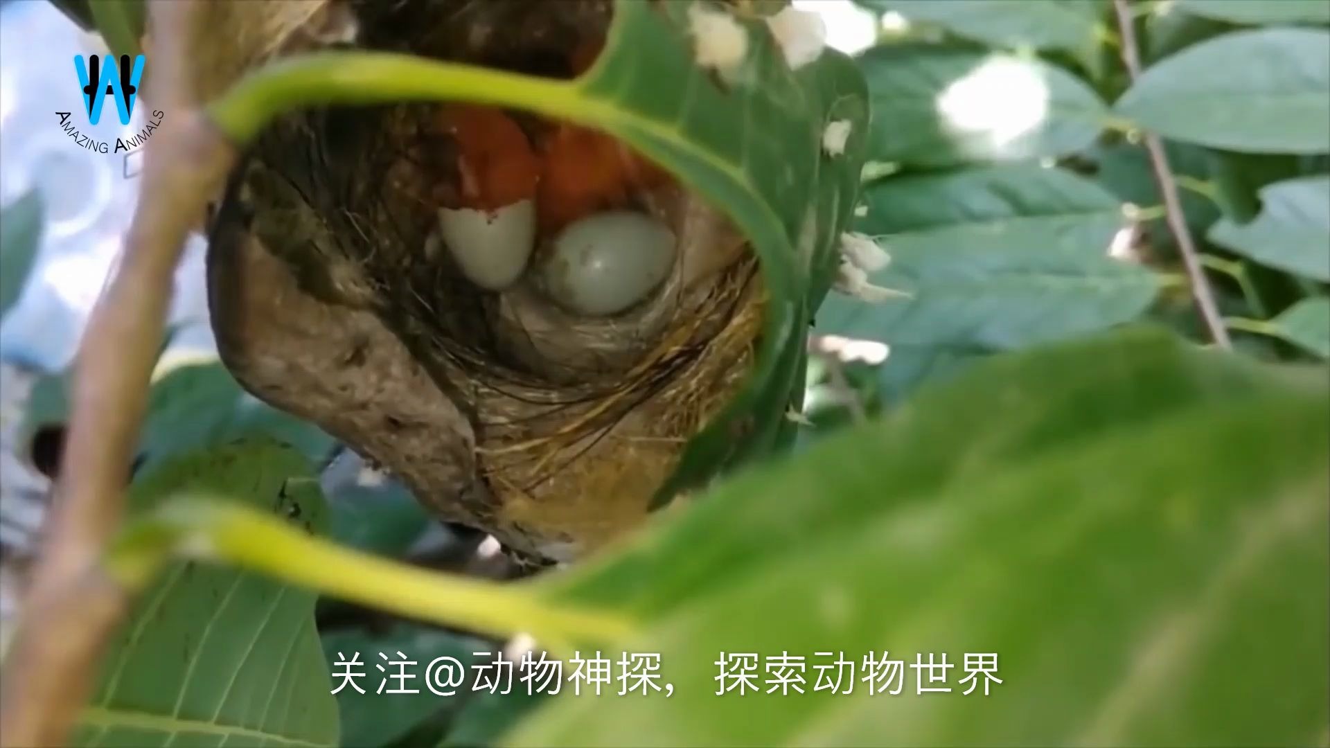 筑巢能手,缝叶鸟织巢全过程高清视频_哔哩哔哩_bilibili