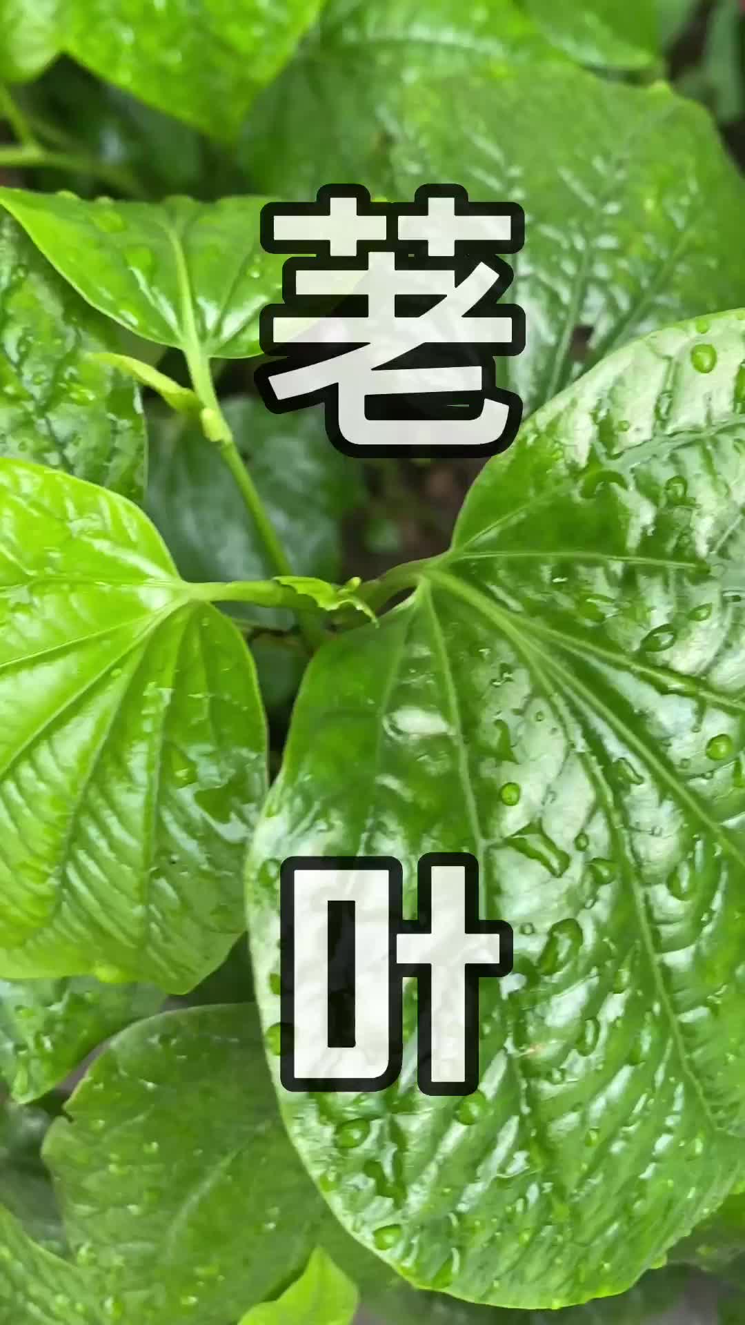 这种青草叫做荖叶(一)#青草#三农#植物#潮汕