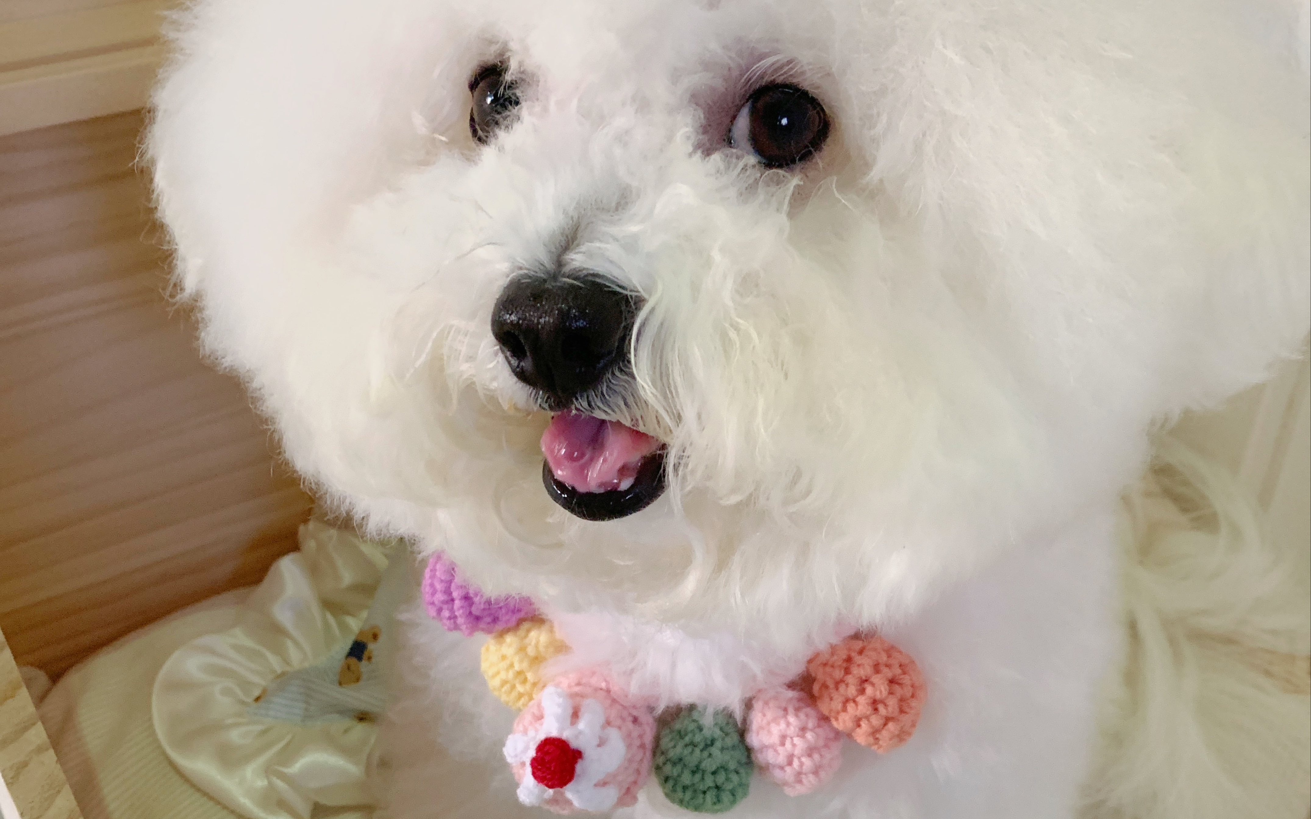 棉花糖比熊清晨打扮时光