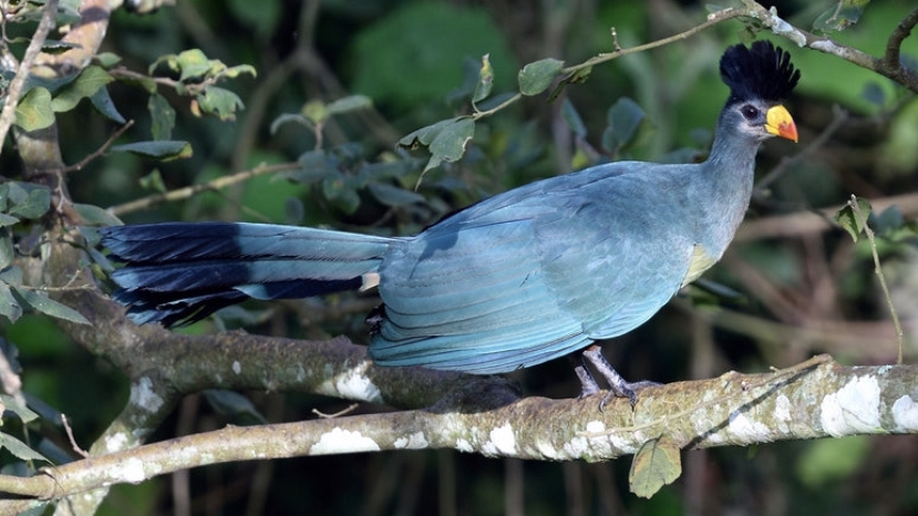 蓝蕉鹃 Corythaeola cristata (yt@aroundustn1oy哔哩哔哩bilibili