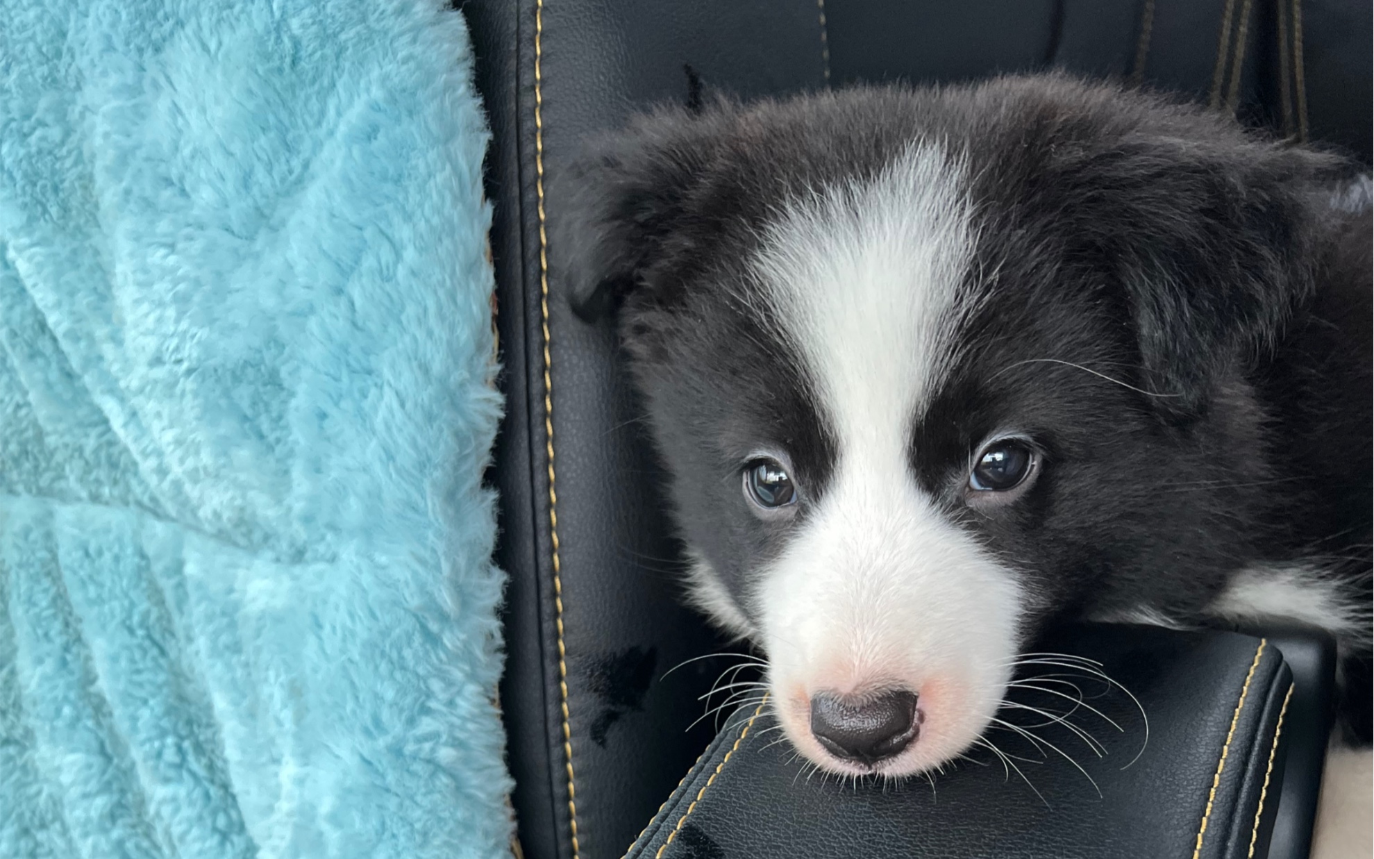 不会买了个假边牧吧?