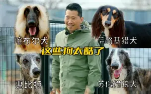 Download Video: 小情侣养了四只猎犬，品种稀有到全韩国不足十条，训犬师看了都眼馋