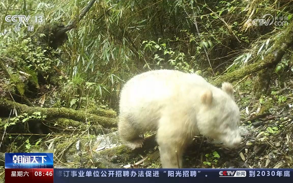 【白色大熊猫】四川卧龙 发布白色野生大熊猫最新研究进展哔哩哔哩bilibili