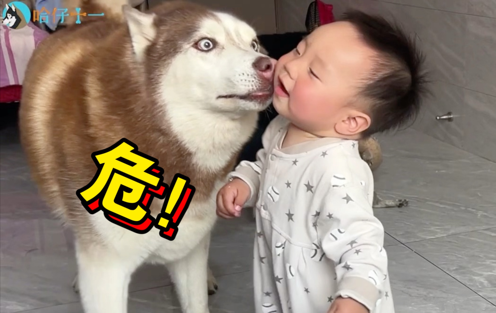 同样是带小孩，二哈是二哈，边牧是边牧！