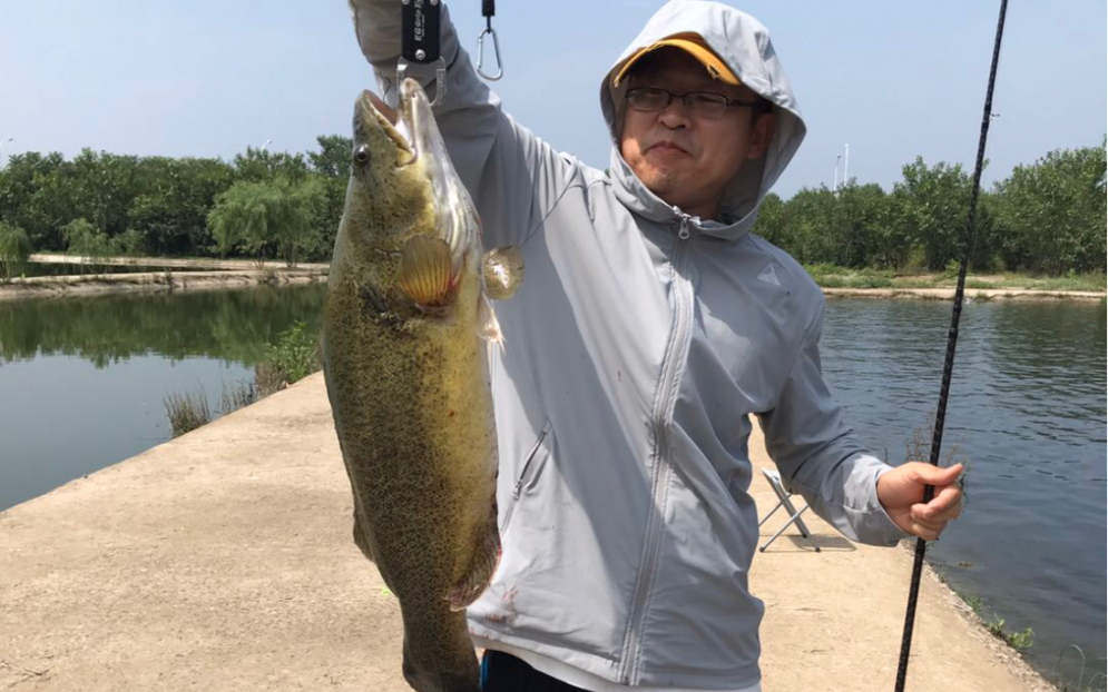 我和龙纹斑的不期而遇