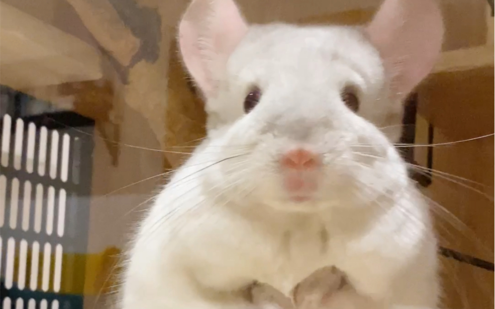 龙猫kuma|论发呆 什么动物比得过龙猫