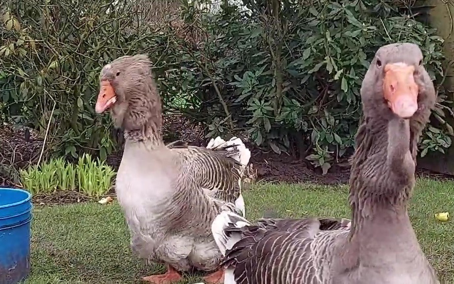 投喂一对巨型咽袋图卢兹鹅(Breeding Couple Giant Dewlap Toulouse Geese)哔哩哔哩bilibili