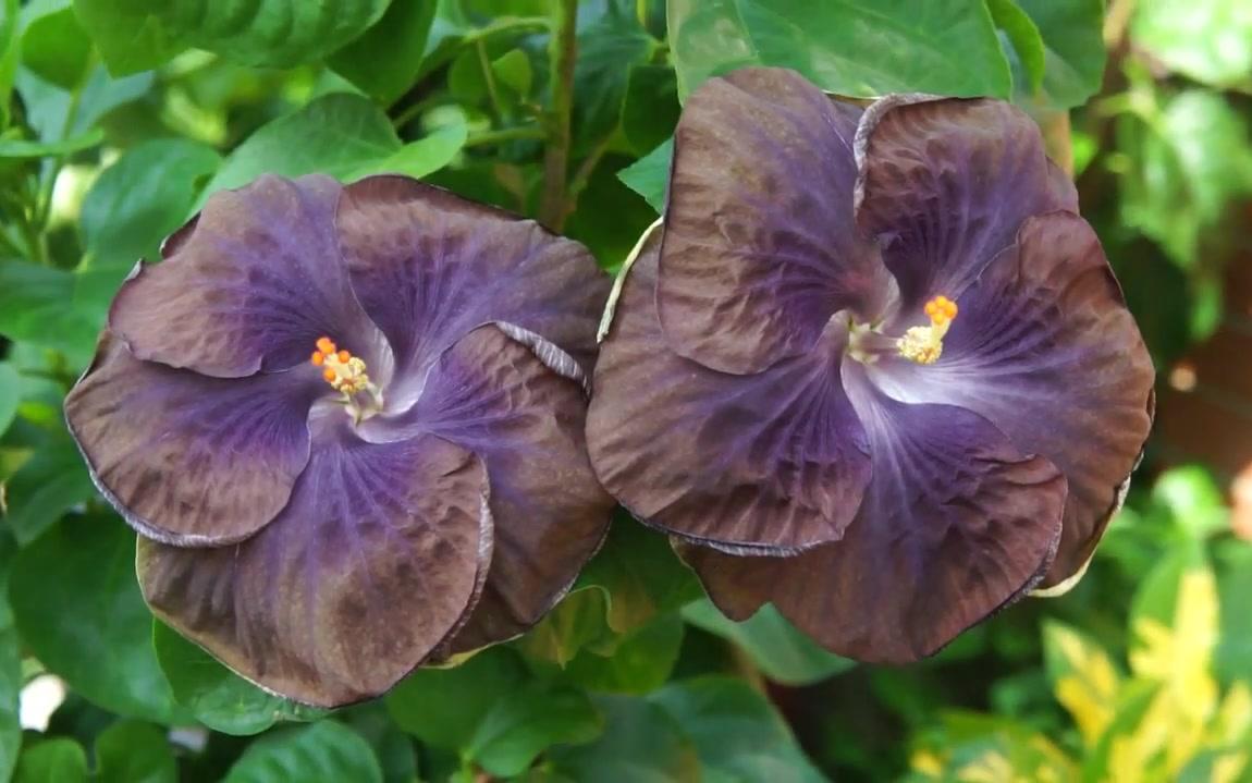 hibiscus rosa-sinensis-my seedling secret wishes