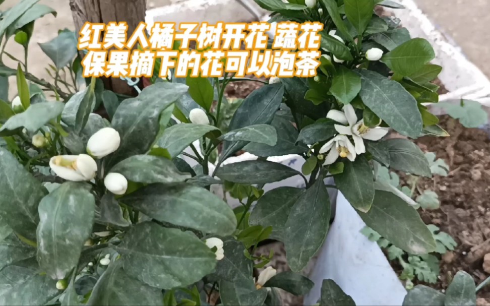 红美人橘子树开花 蔬花保果摘下的花可以泡茶哔哩哔哩bilibili