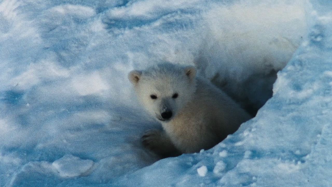 [图]【国家地理.北极传说】National Geographic.Arctic.Tale.HD-DVDrip.720p.x264.AC3-SEPTiC