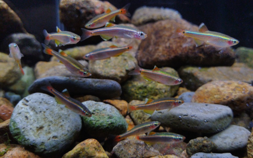 20白云金丝小缸