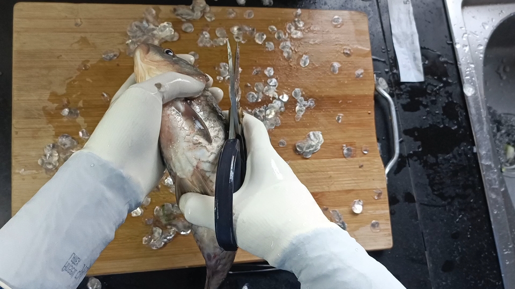 戴手术手套解剖鱼