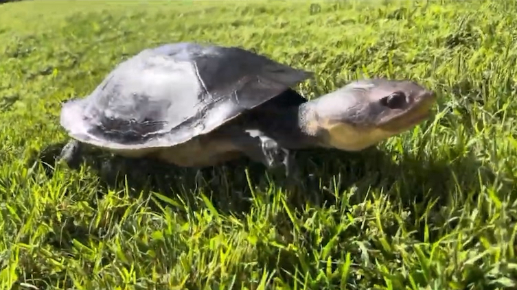 圭亚那蟾头龟 mesoclemmys nasuta 源自yt@james terelle