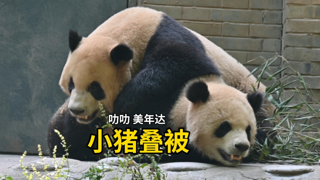 叻叻美年达叠叠乐,开心!小猪叠被咯