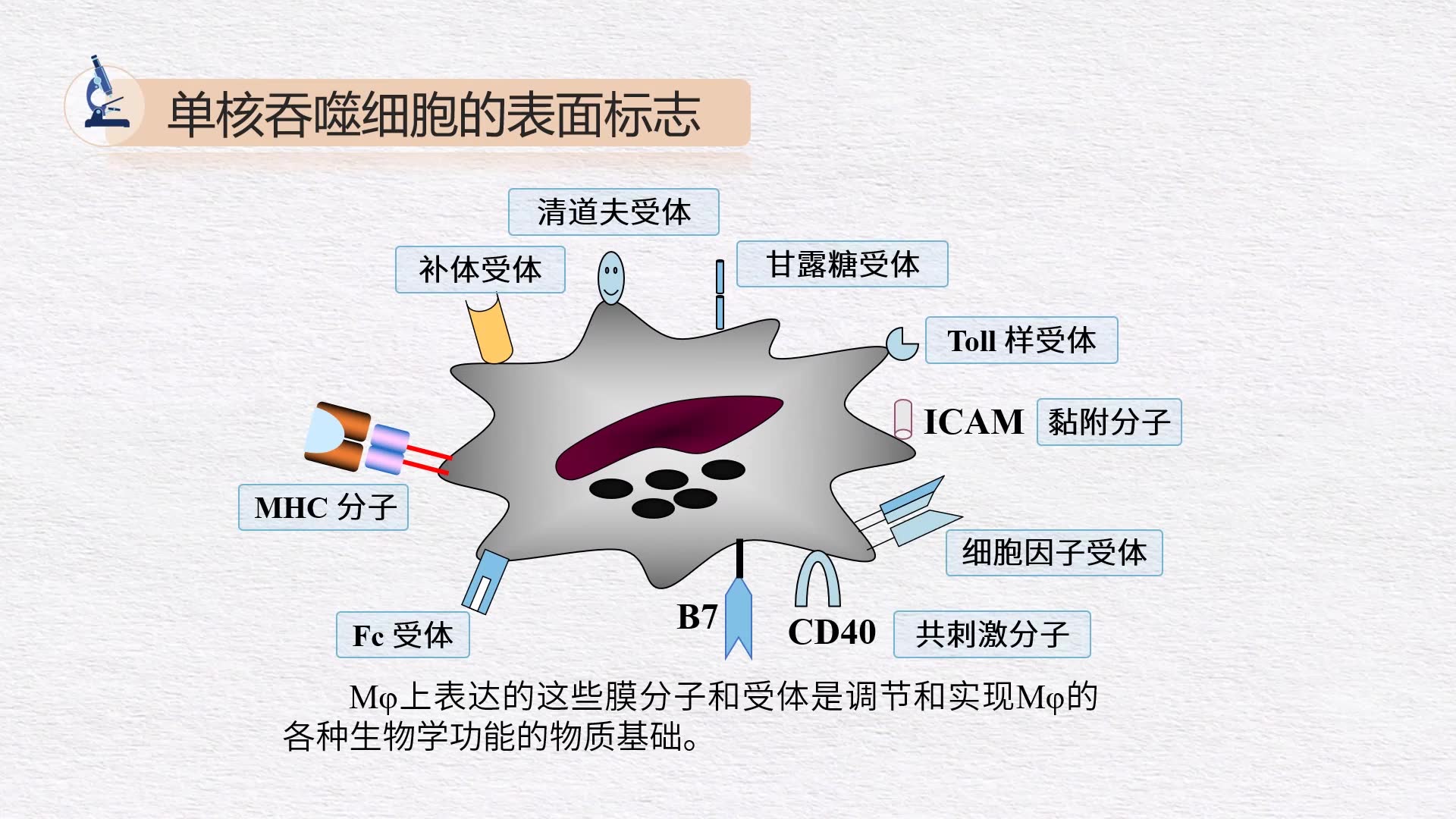 吞噬细胞结构图图片