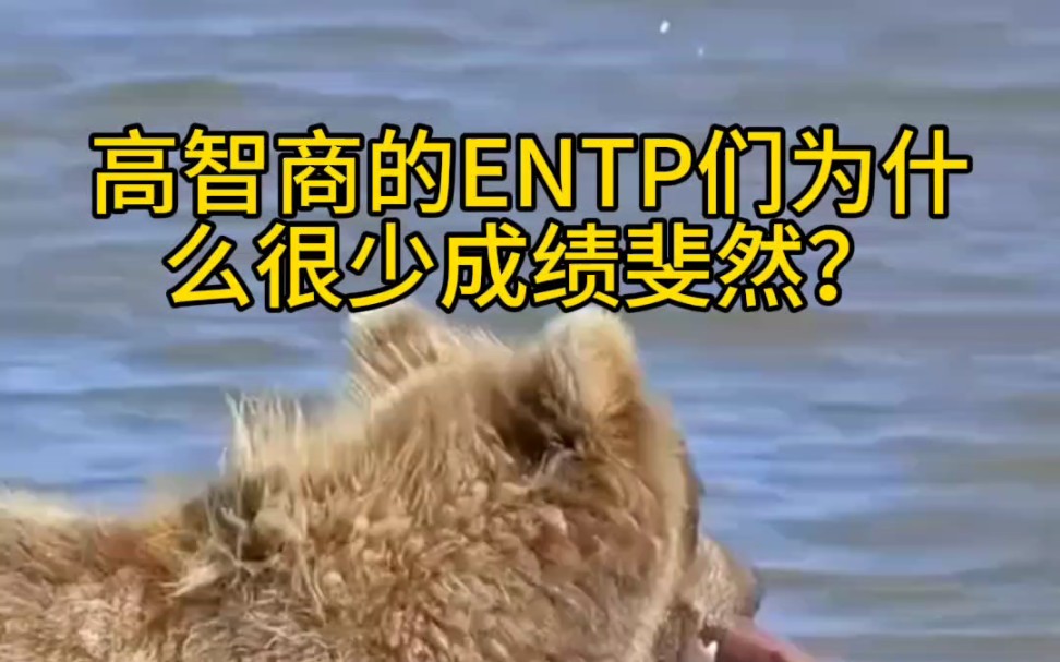 高智商的ENTP们为什么很少成绩斐然?哔哩哔哩bilibili