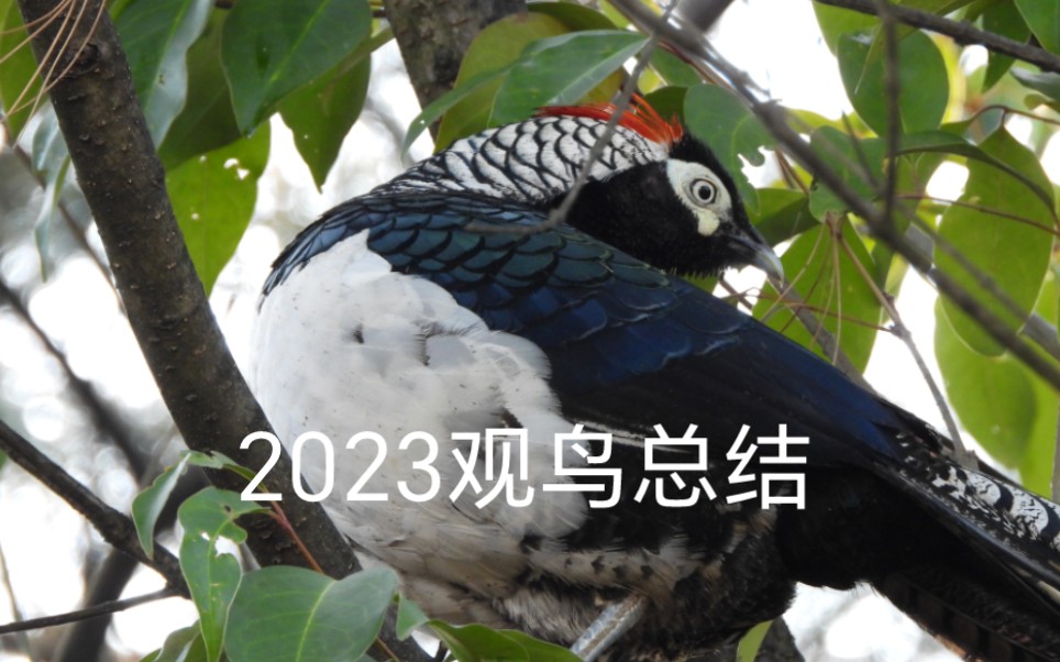 【2023观鸟年度总结】观鸟六个月,我看到了一百多种鸟哔哩哔哩bilibili