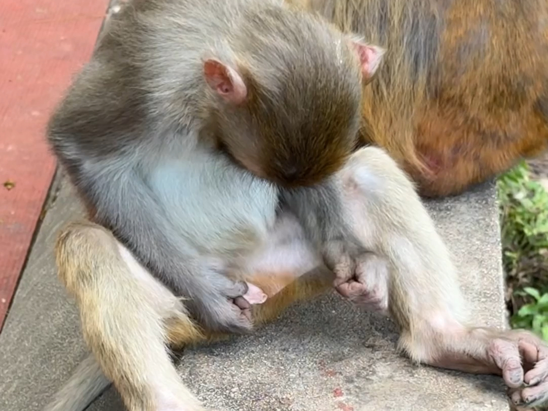 猴子挠痒痒