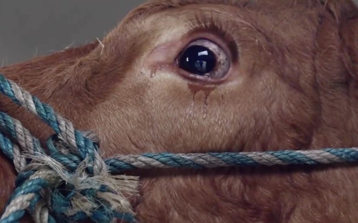 牛被送上车准备屠宰,它的眼泪夺眶而出,最终被人发现后活了下来