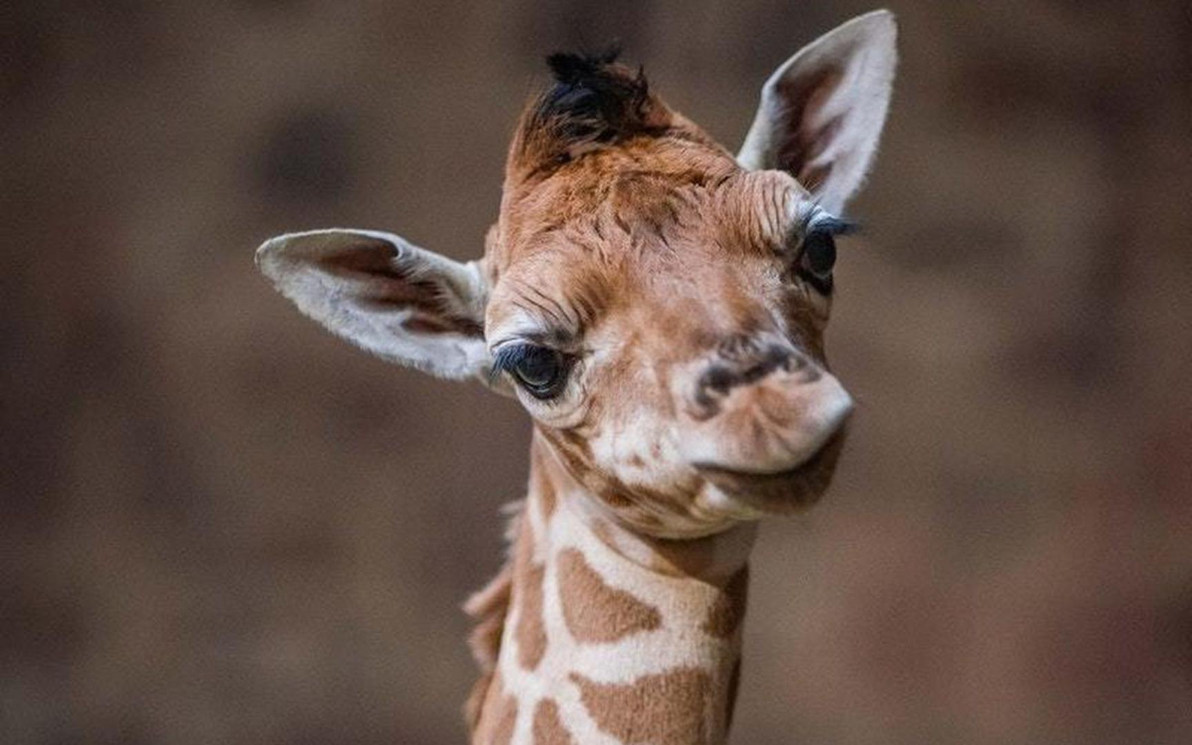新生的长颈鹿幼崽, 艰难的尝试站起迈出第一步