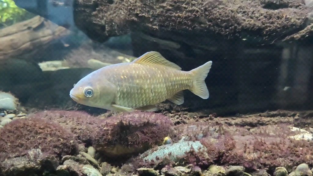 北京动物园的大鲵