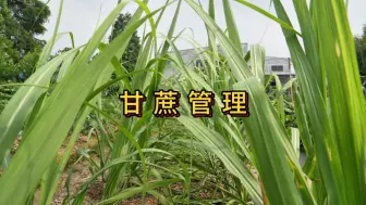 Download Video: 甘蔗在梅雨季节要做好哪些管理工作