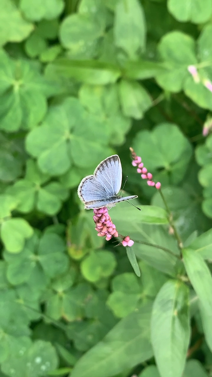 【酢浆灰蝶】真的好乖,没被吓走