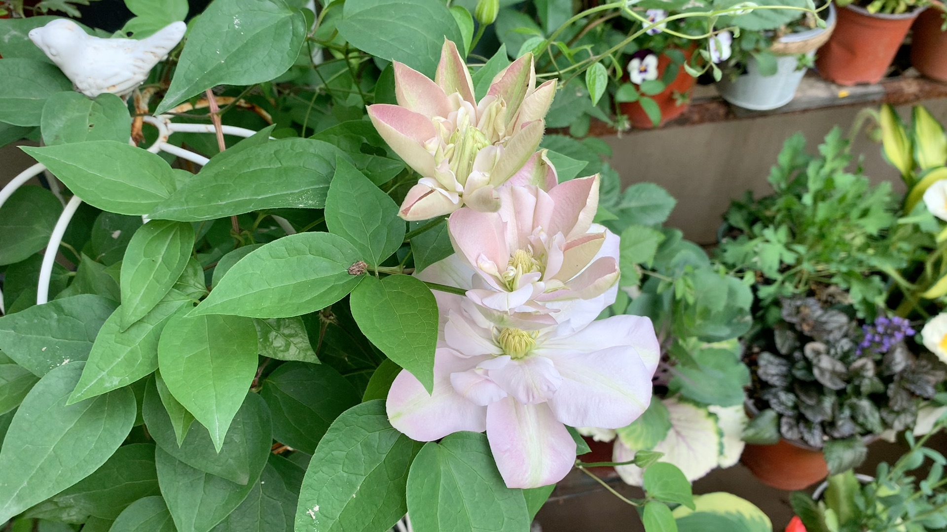 【楼底小花园】羞答答 铁线莲今年晒的比较粉了