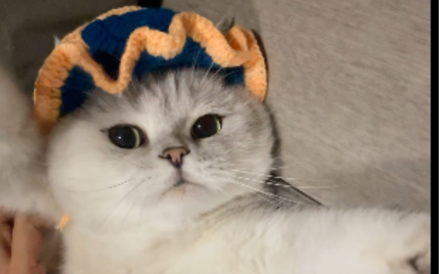 又来给大家揉猪咪啦！这次再学不会老师可生气啦！_哔哩哔哩_bilibili
