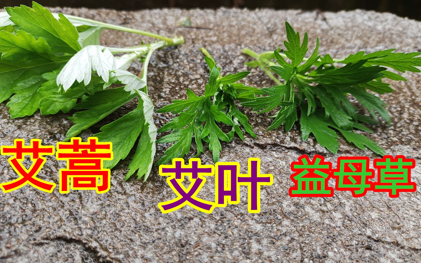 [图]农村常见的三种植物，区分不出来的朋友有福了，看后在也不混淆了