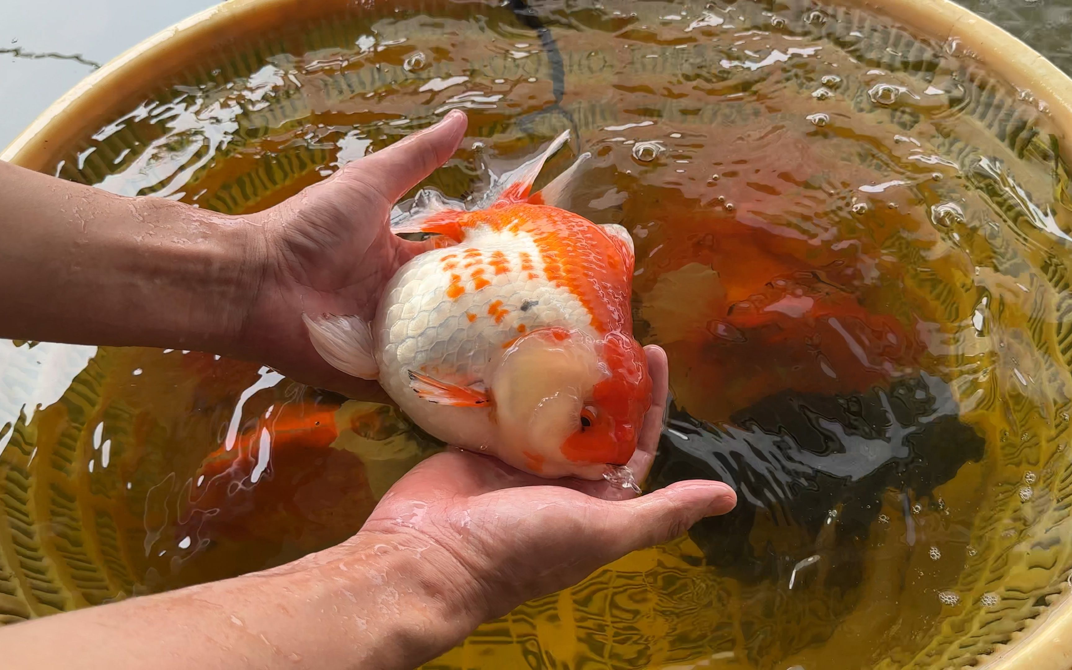 找了好久才找到,尺寸超过20厘米的大泰狮金鱼,4位数拿下6条