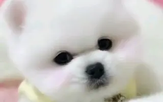 小狗短视频大全(其实也没有那么全)