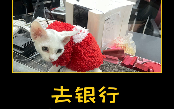 在银行捣乱的小猫咪哔哩哔哩bilibili