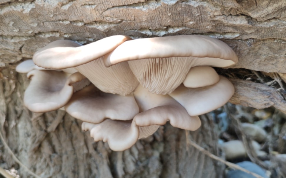 记录阿勒泰地区的野生蘑菇 糙皮侧耳(野生平菇)