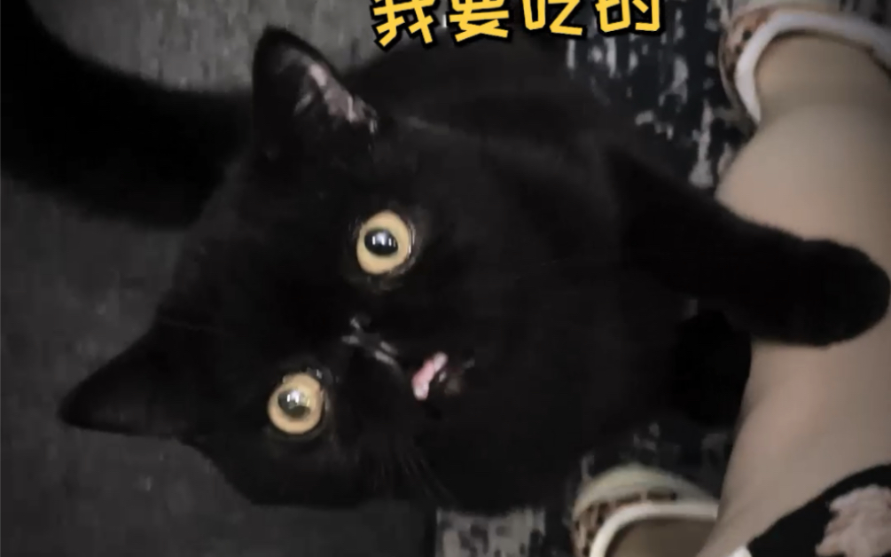 [图]请问怎么把一只白猫变成黑猫？