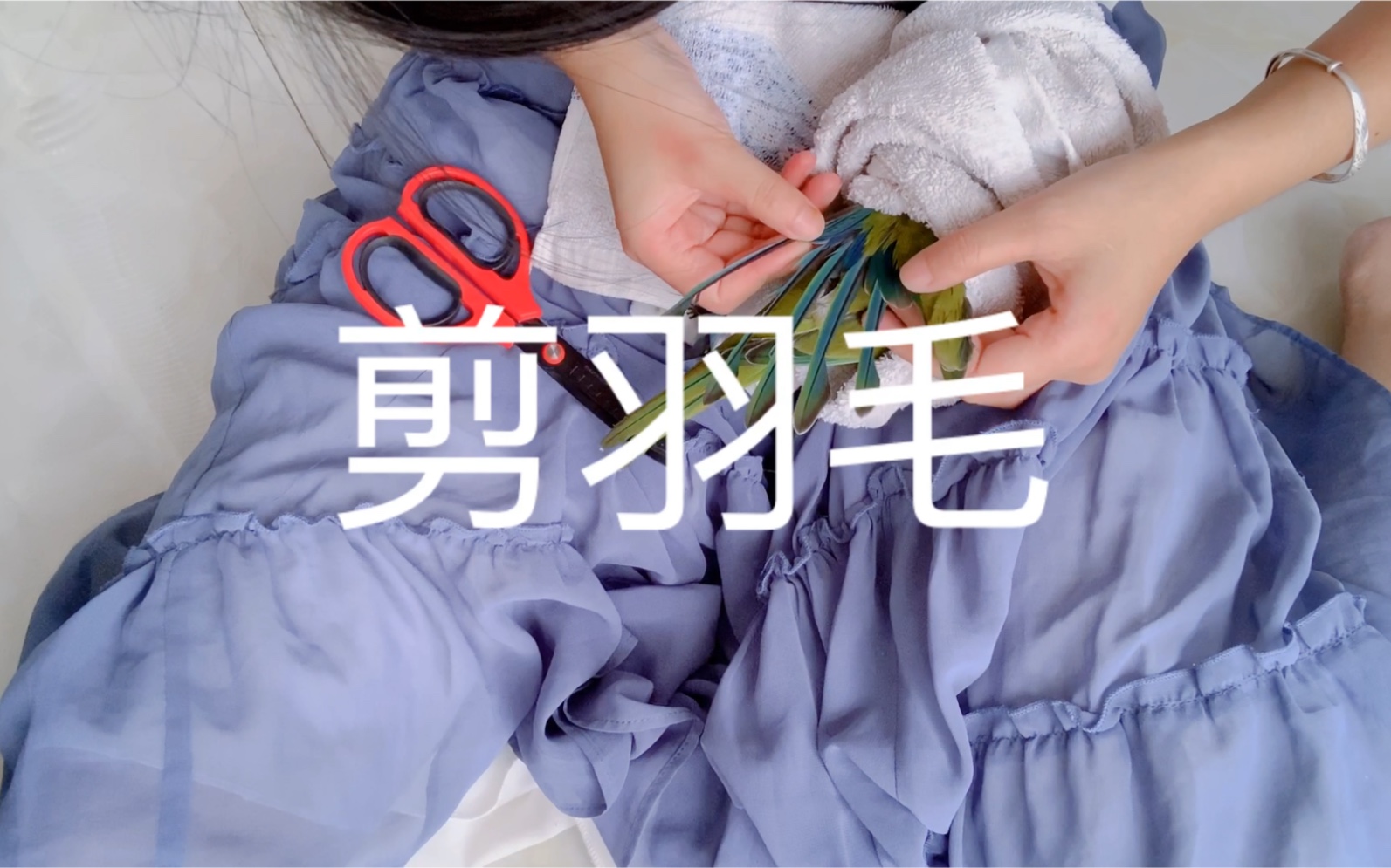 【剪羽】剪个美观的的翅膀.