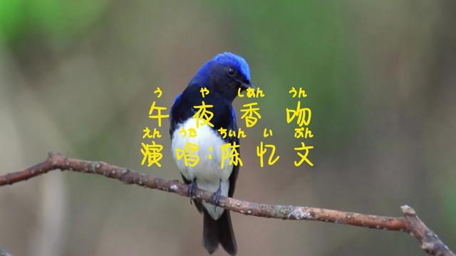 午夜香吻(陈忆文)哔哩哔哩bilibili