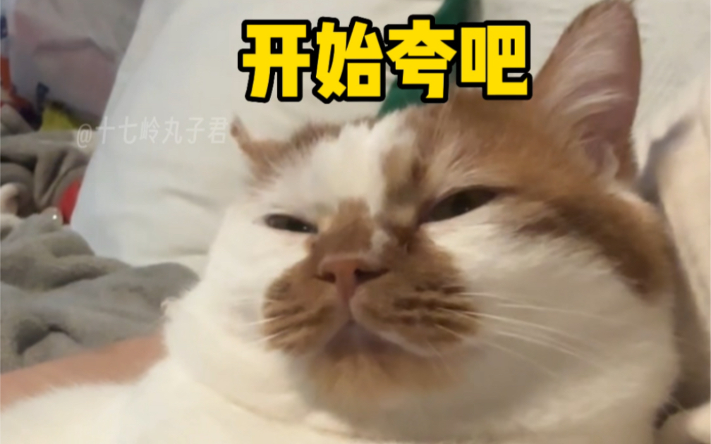 猫:不会说话可以把嘴捐了哔哩哔哩bilibili