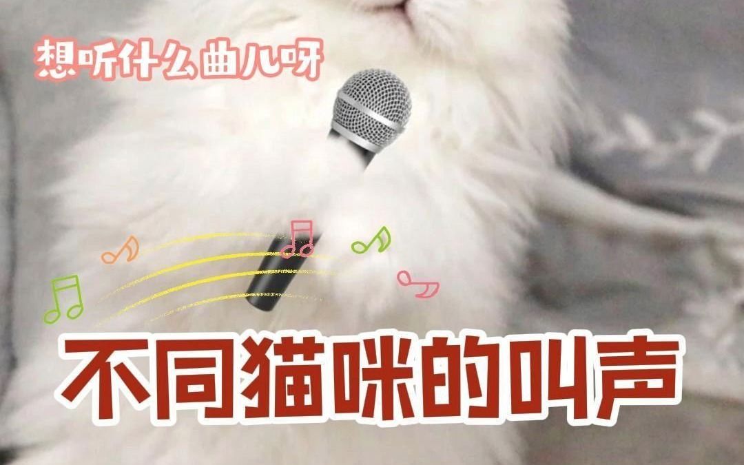 十种猫咪向你撒娇时的叫声,和你家猫一样吗哔哩哔哩bilibili