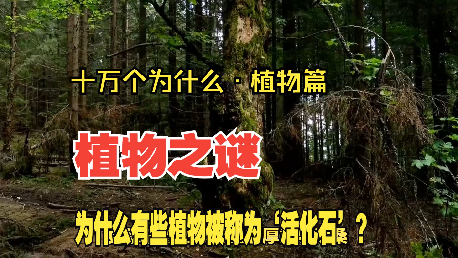 "——十万个为什么·植物篇