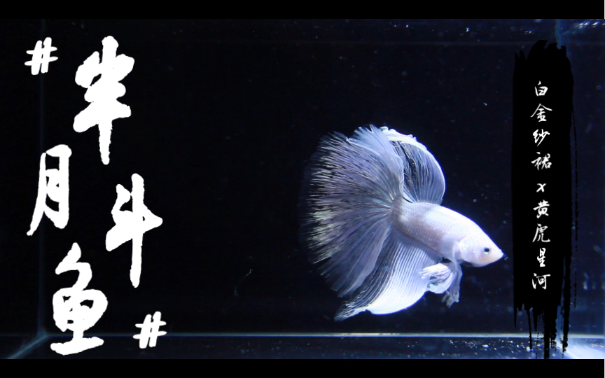 【纯享】仙气满满的白金纱裙半月&霸气十足的虎斑星河半月