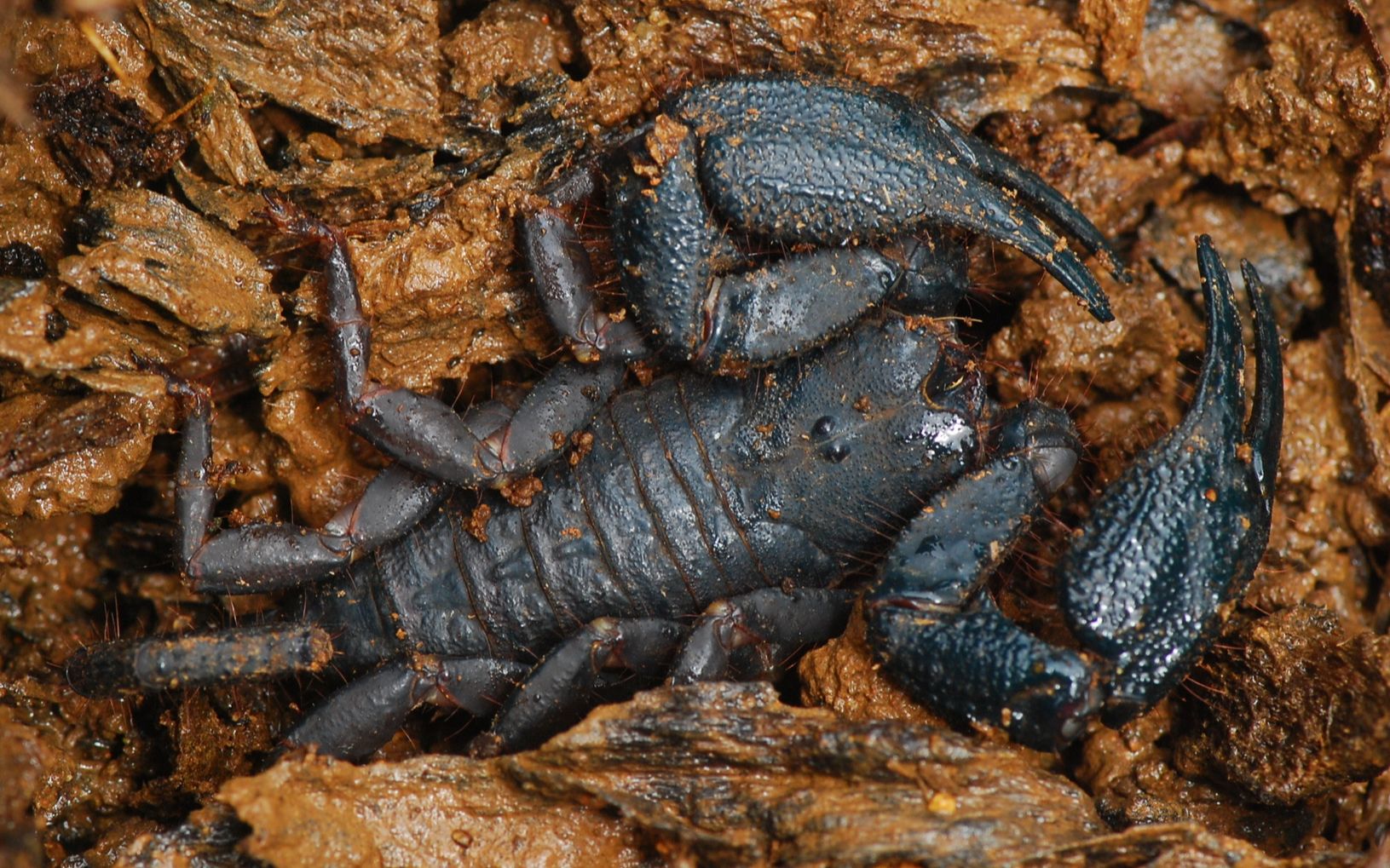 转载哥伦比亚野生的高突后棘蝎opisthacanthuselatus个人定种