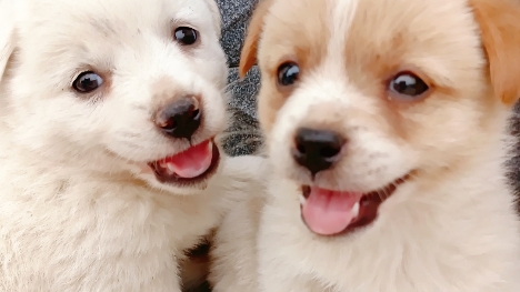 昨天刚到家的两个可爱的狗狗