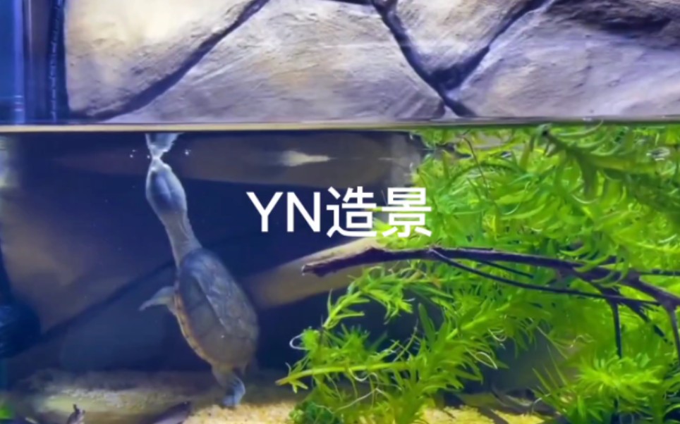 YN背景板|客户使用反馈|窄桥蛋龟哔哩哔哩bilibili