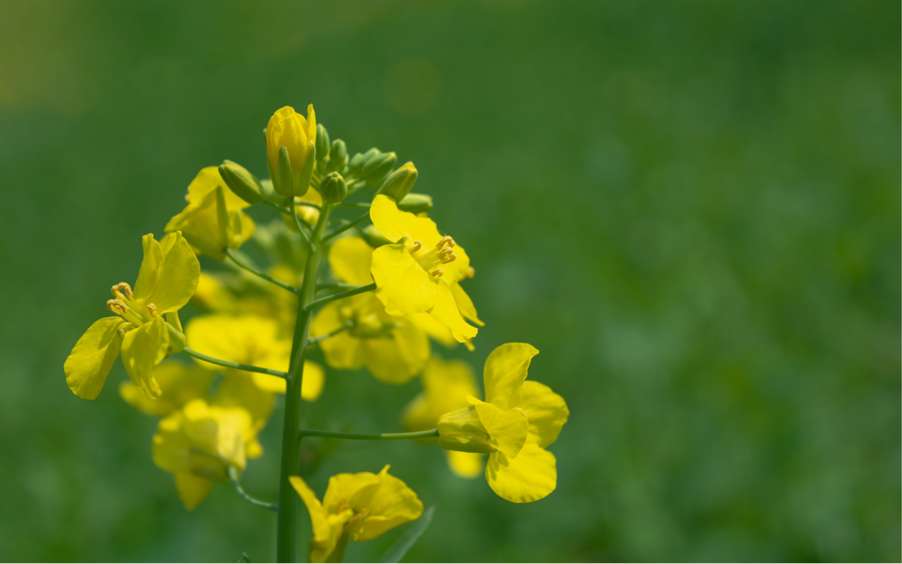 [图]春天的故事，美丽的油菜花，感受大自然